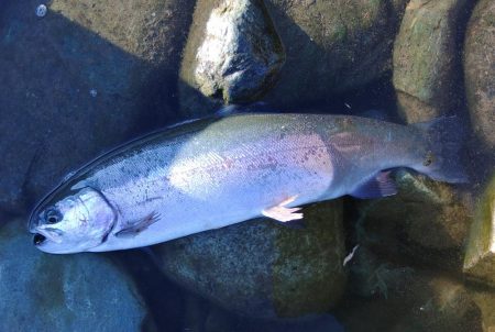 久しぶりの３０匹超え ～天竜川ルアーフライ専用区～